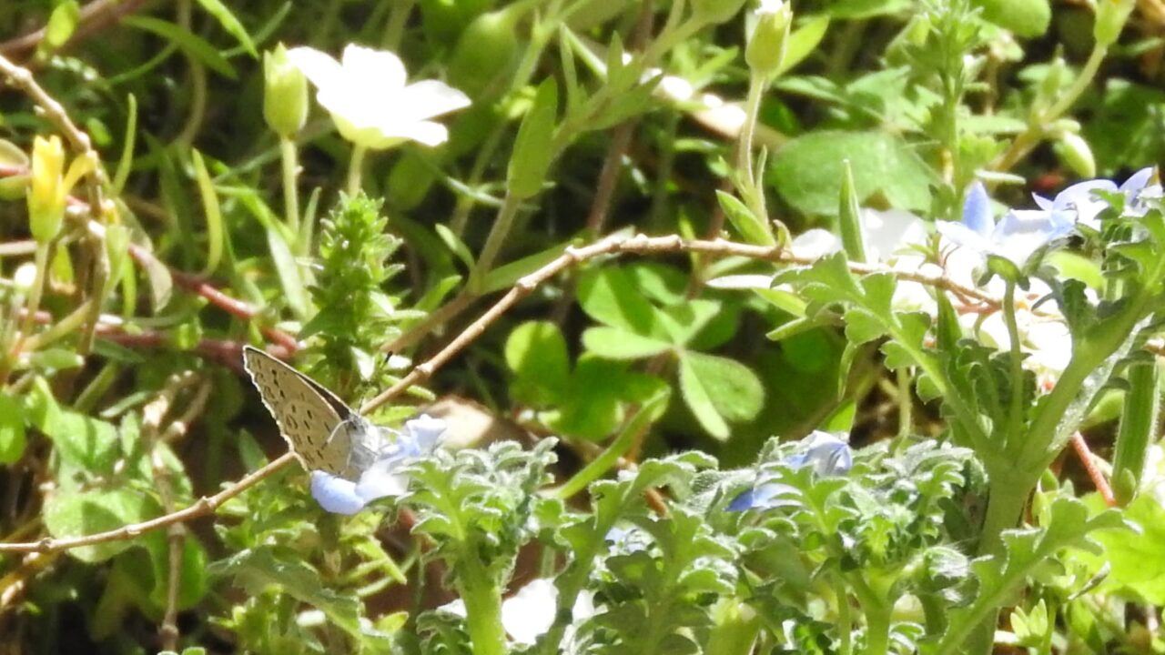 ヤマトシジミ光の中に来て留まる201705