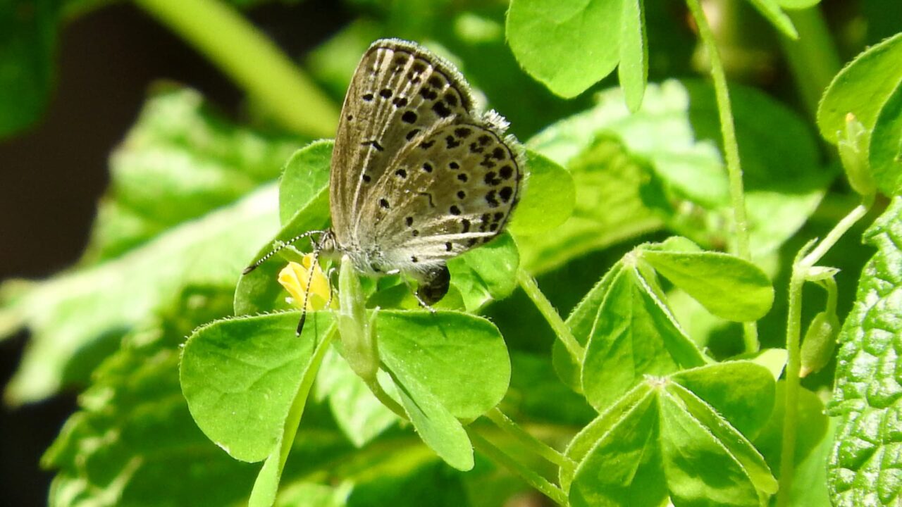 カタバミに卵を産み付けるヤマトシジミ201706-2