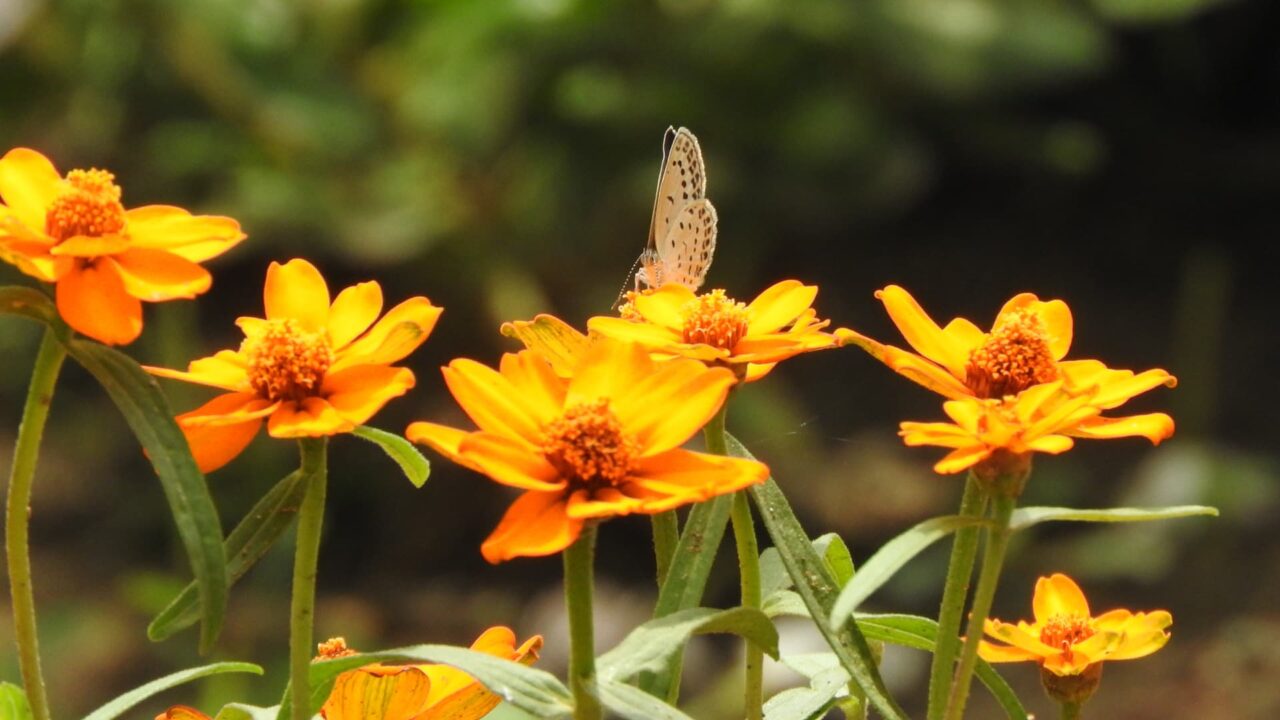 オレンジのジニアの蜜を吸う小灰蝶201707-1