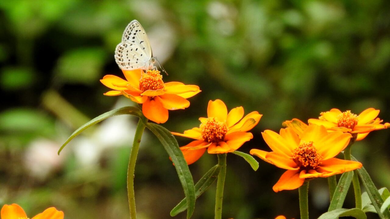 オレンジのジニアの蜜を吸う小灰蝶201707-2