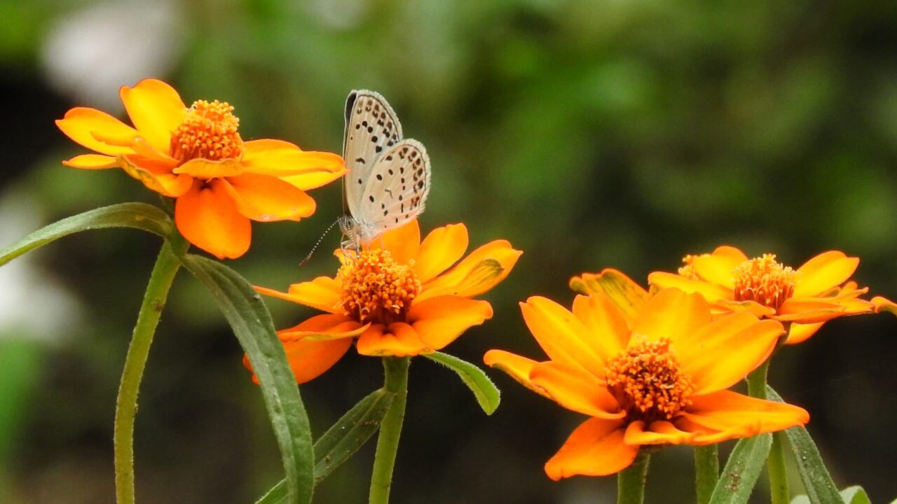 オレンジのジニアの蜜を吸う小灰蝶201707-3