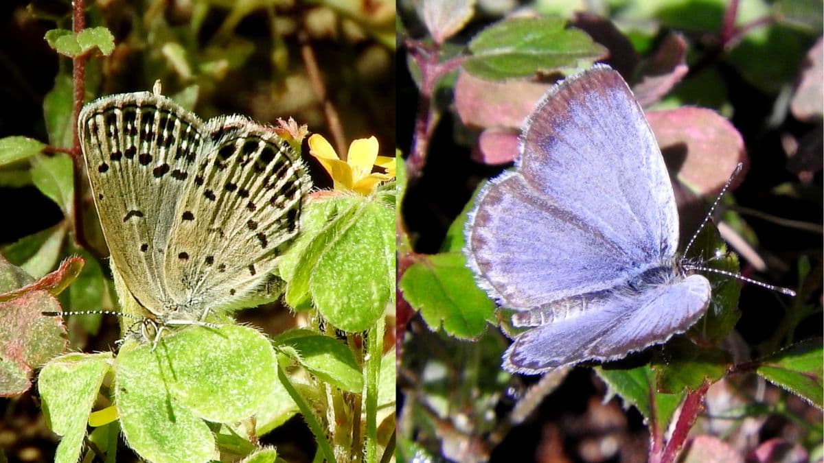 ヤマトシジミ2017（キャッチ画像）