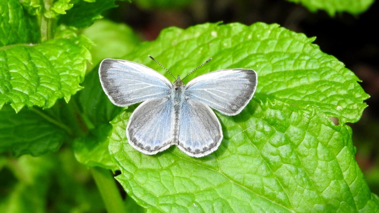 羽を広げたヤマトシジミの 美しい姿201706-2