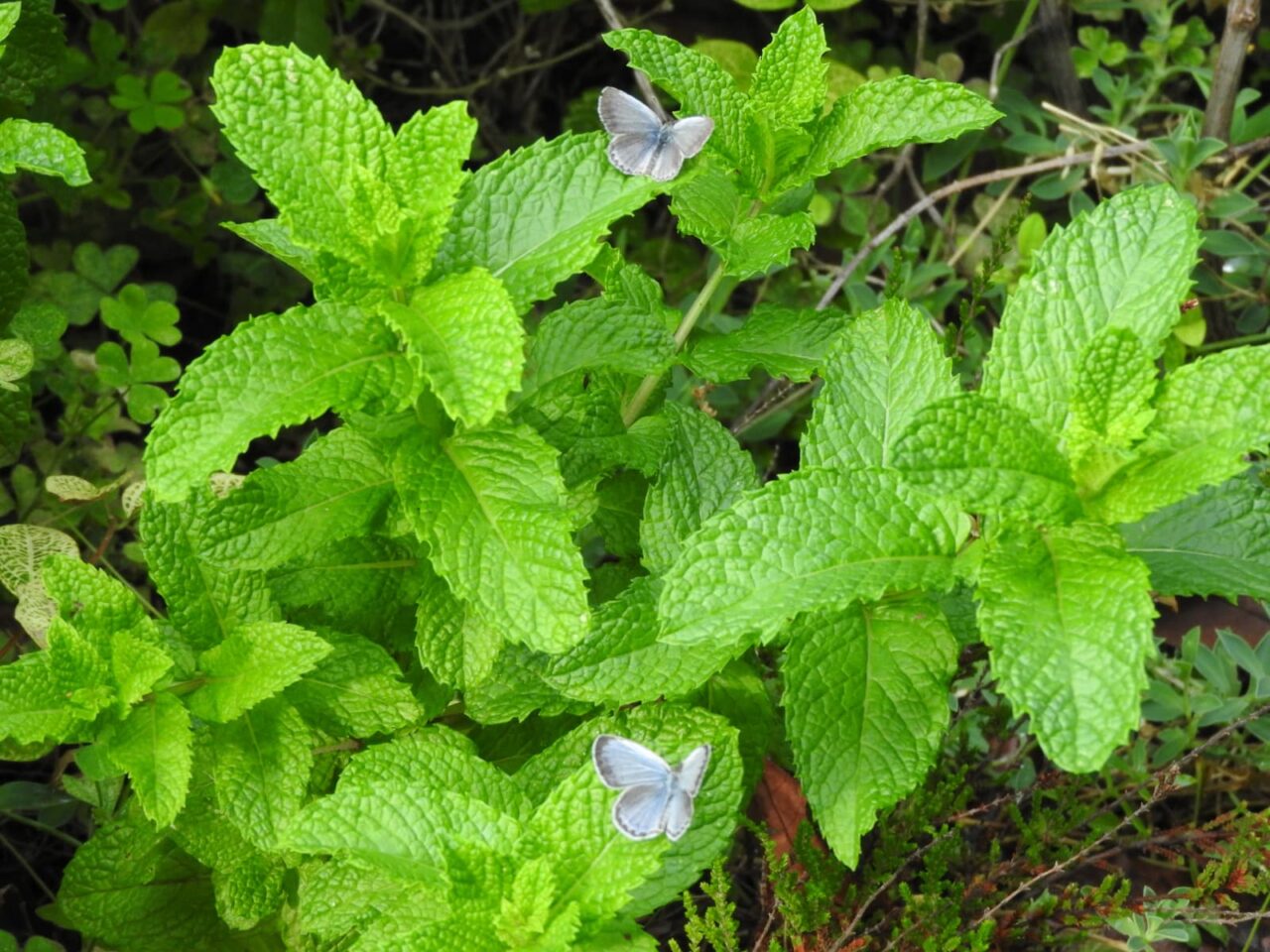 スペアミントの葉先で休むヤマトシジミのペア201706