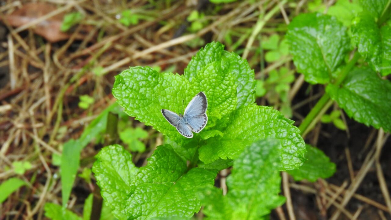 スペアミントの葉先で休むヤマトシジミ201706