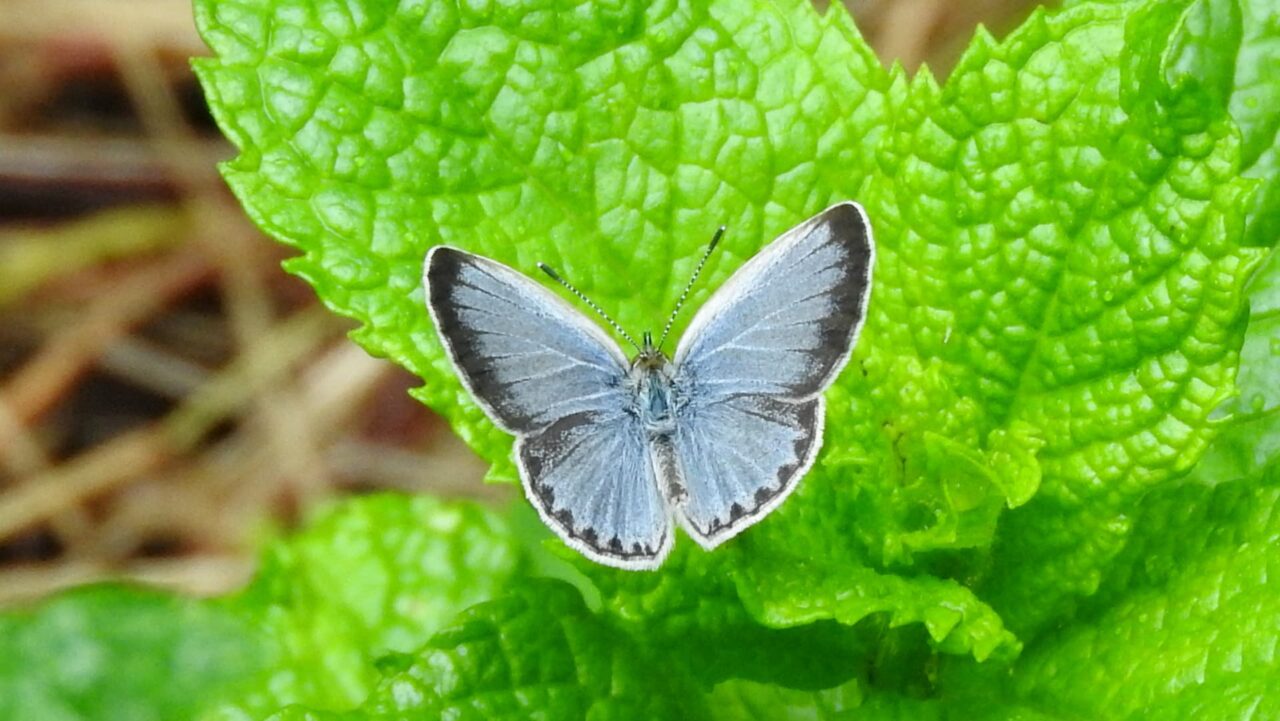 美しい姿のヤマトシジミ201706