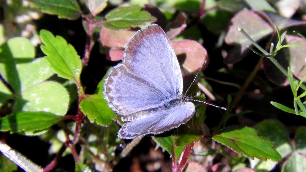 慈雨Ⓣに美しい青紫のヤマトシジミ201707