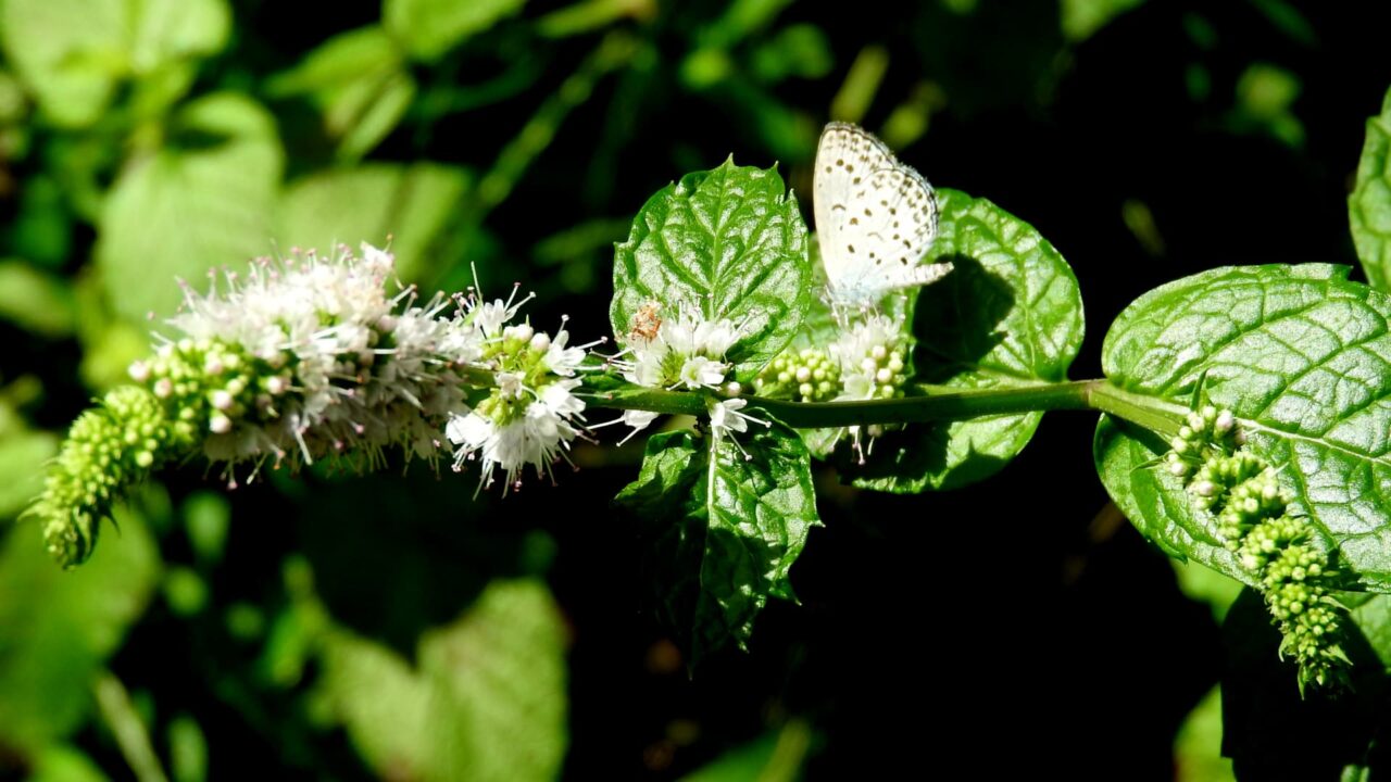 スペアミントの花蜜を吸うヤマトシジミ20170809-2
