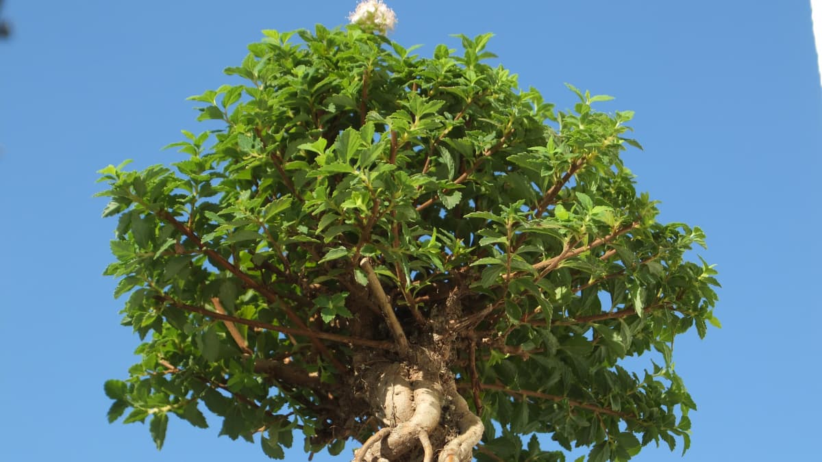 八房下野の大樹2015（キャッチ画像）