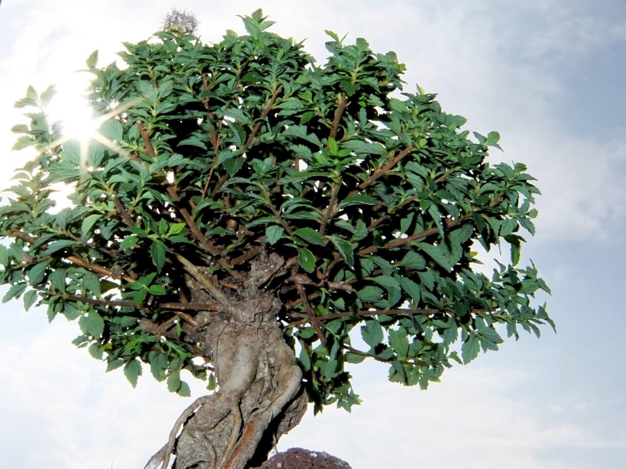 日射しが漏れる八房下野20150507-1