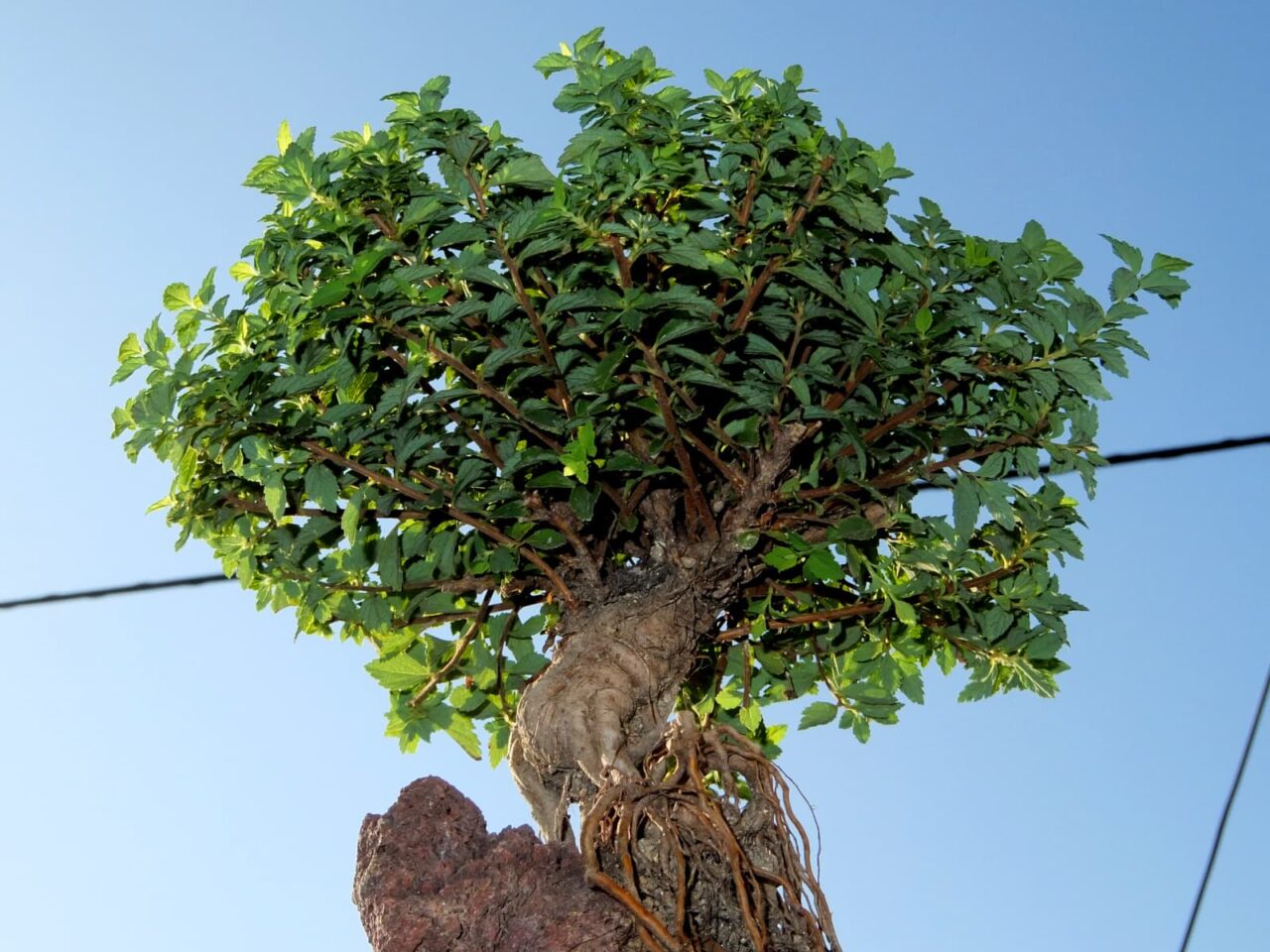 仰ぎ見る八房下野20150707-2