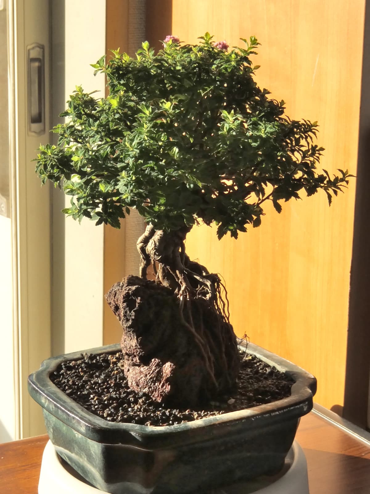 八房下野の盆栽2015