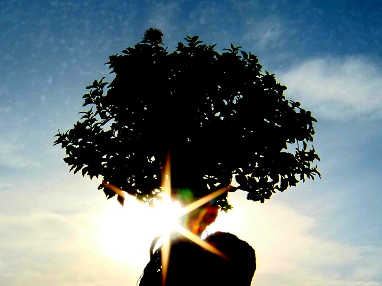 逆光の八房下野20150717-1