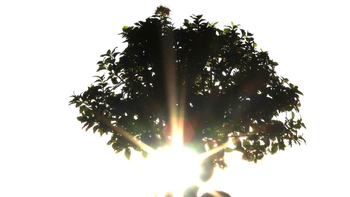 白地に影絵の八房下野20150717（キャッチ画像）