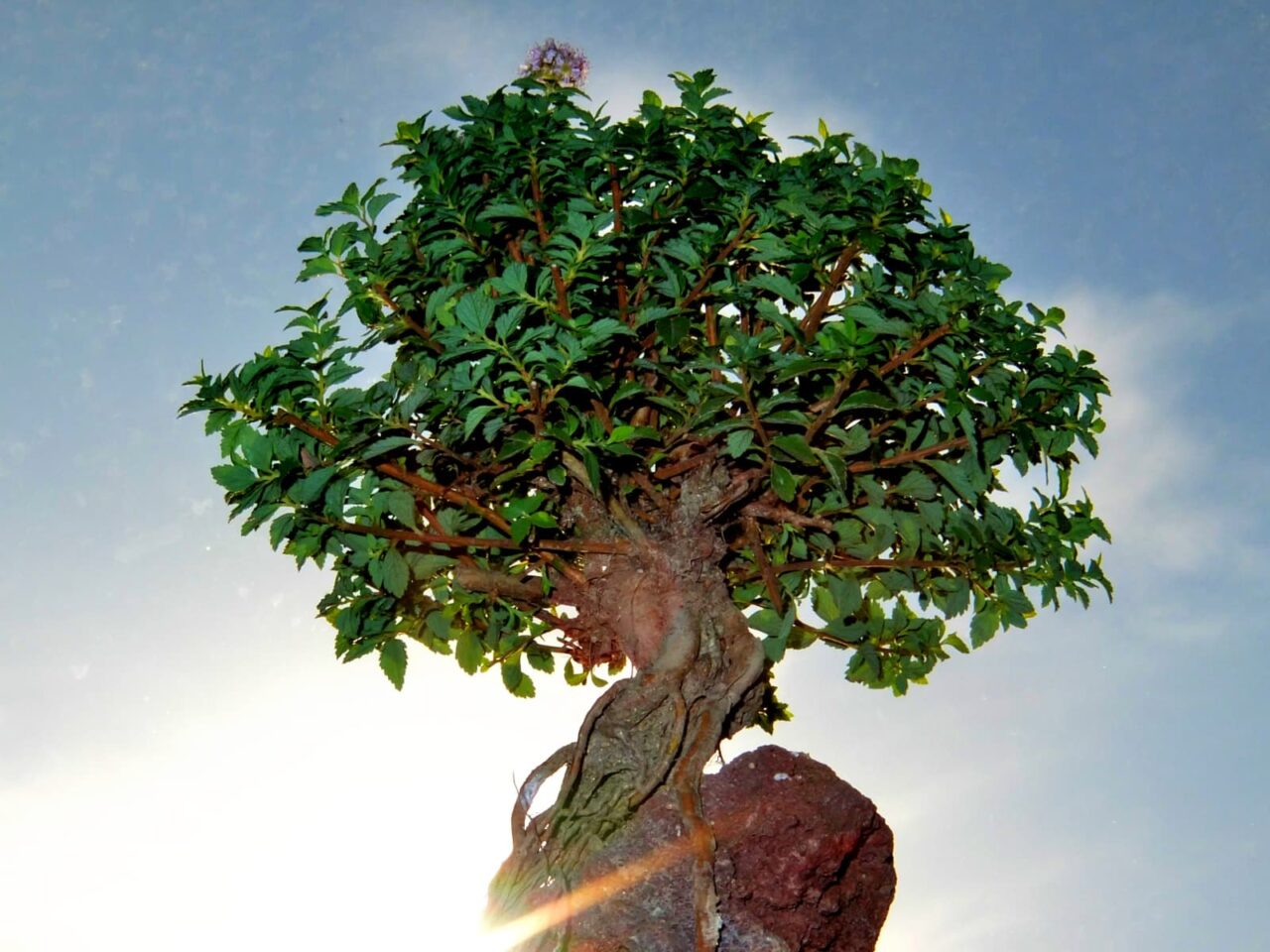 八房下野の大樹20150717