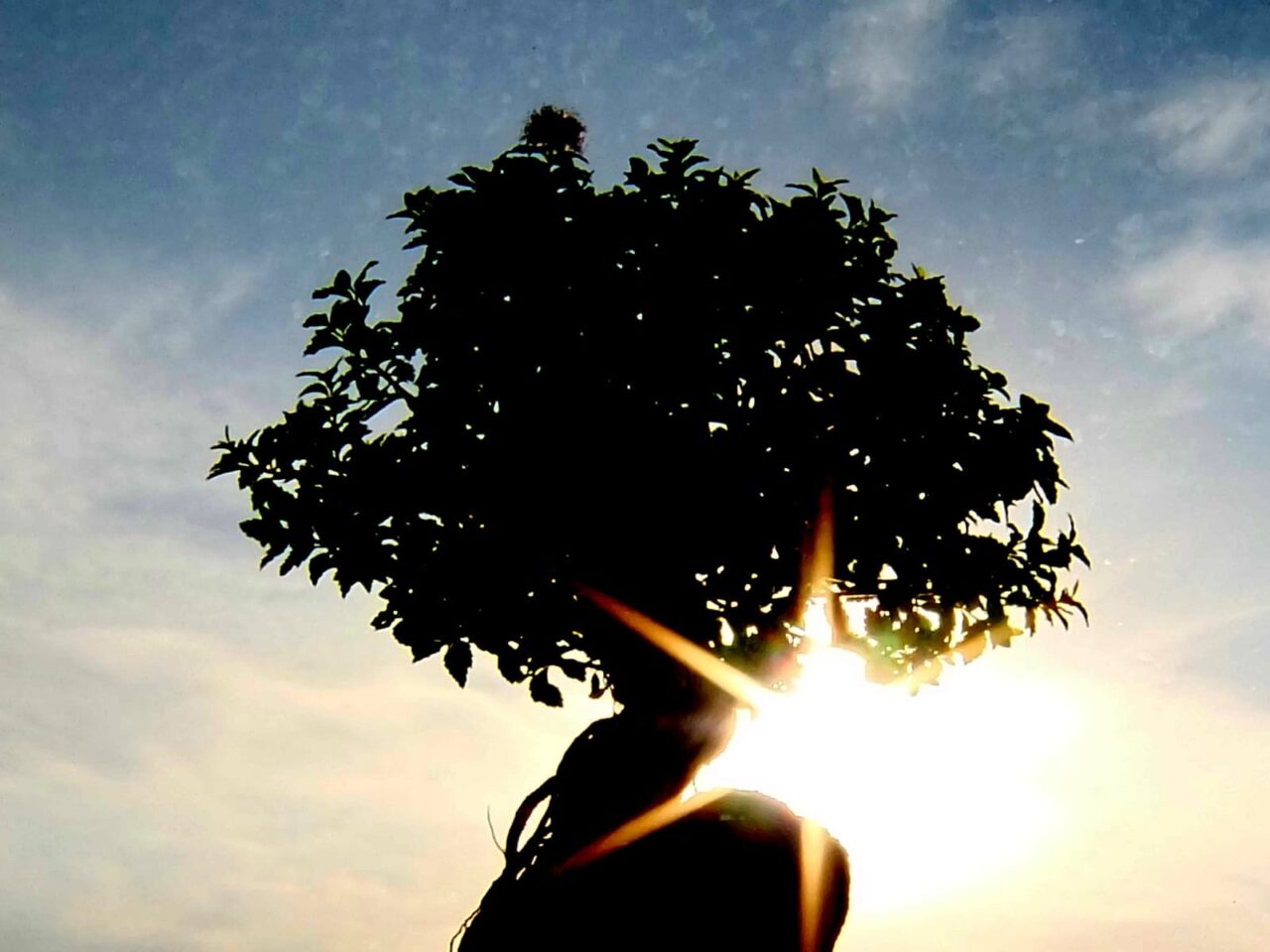 逆光の八房下野20150717-2