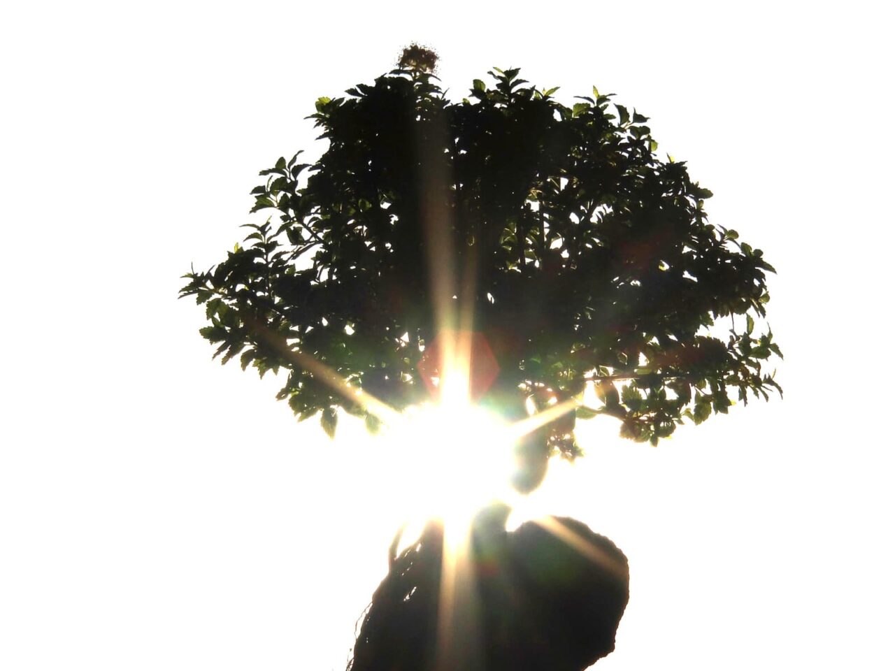 白地に影絵の八房下野20150717