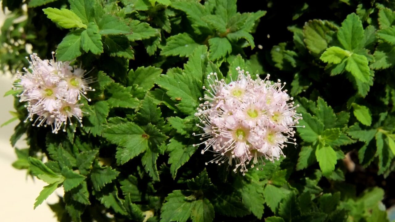 八房下野の花20150717-3