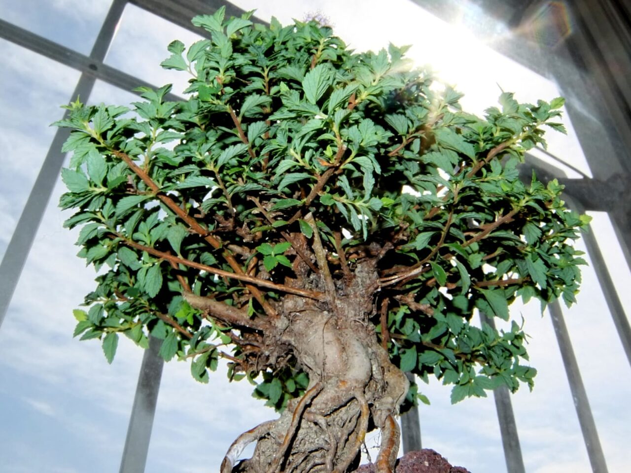 見上げる八房下野20150717-4