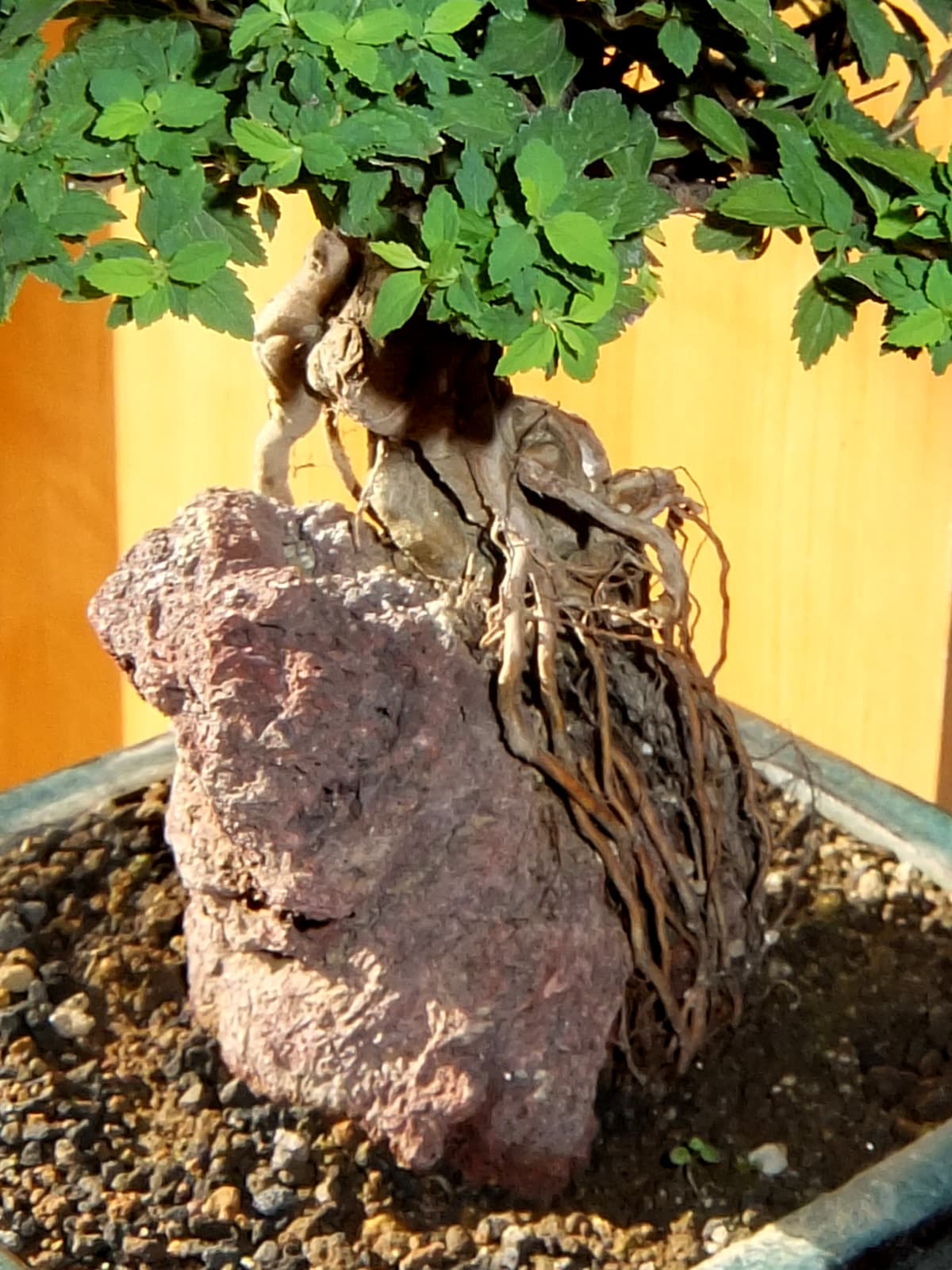 八房下野の根20150719