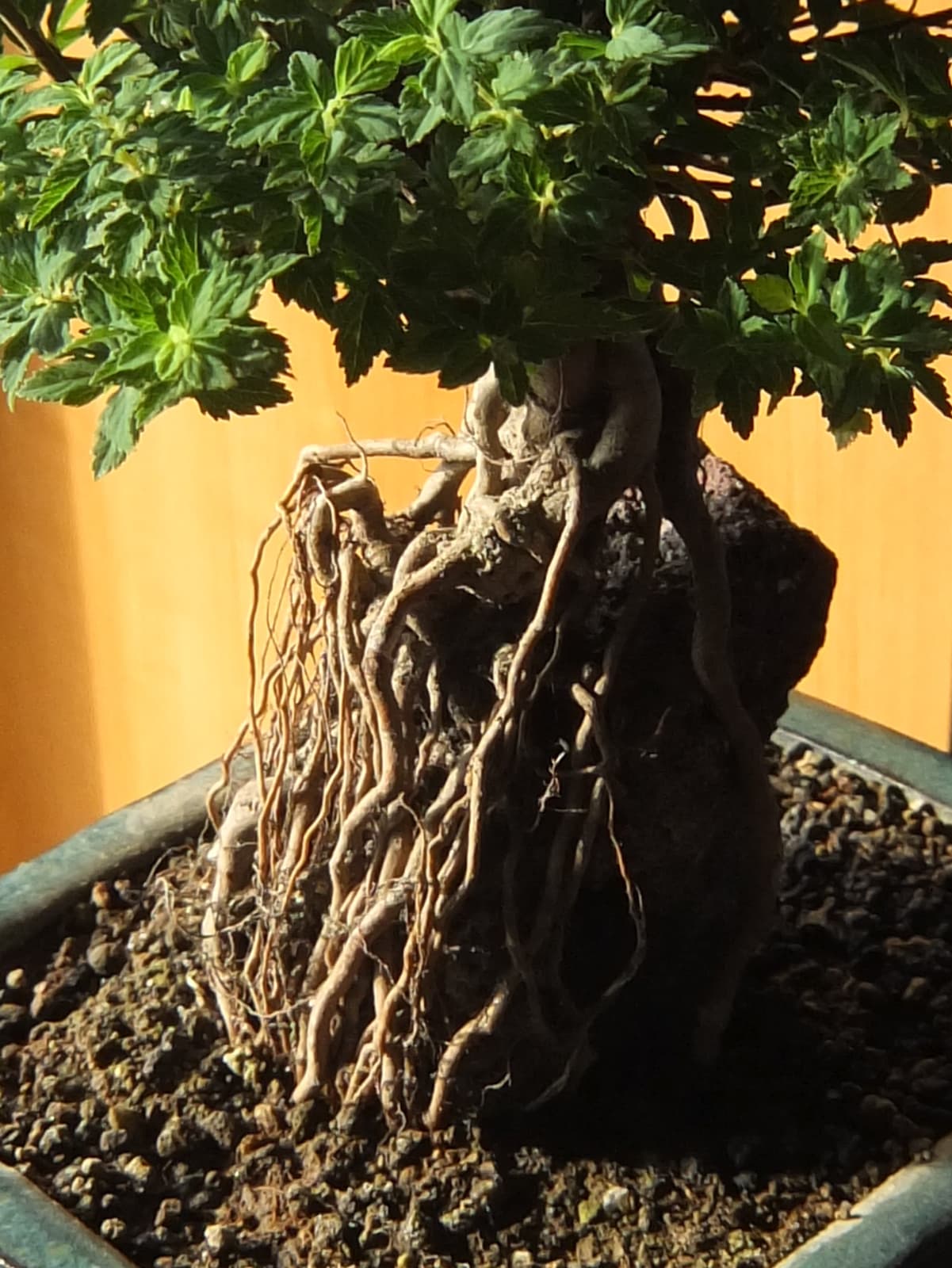 八房下野の根20150720