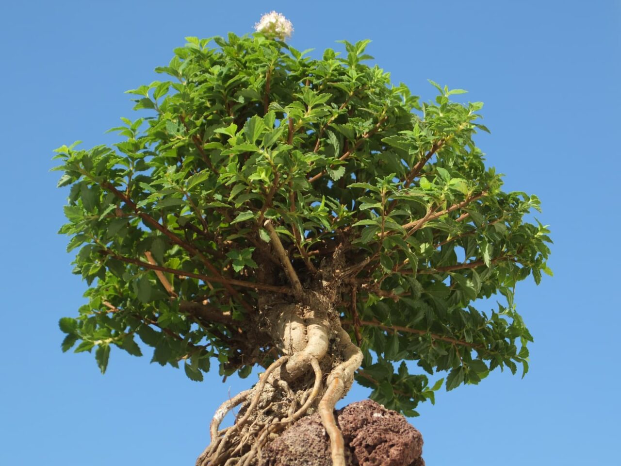 青空にそびえる八房下野の大樹20150721