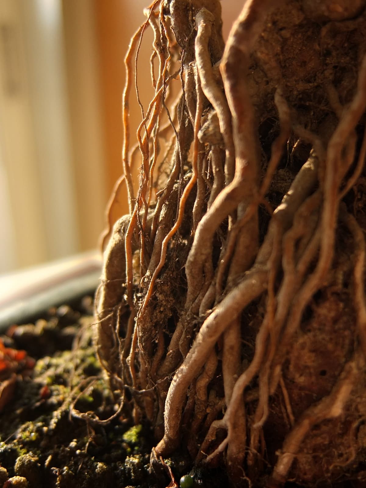 八房下野の根2015