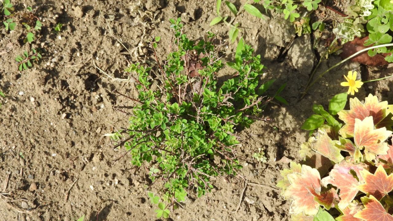 八房下野20160604庭植え2年目