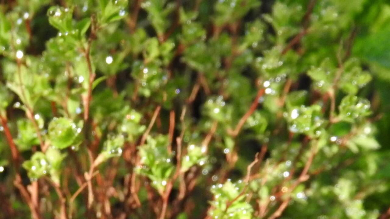 八房下野201704-1オーブ
