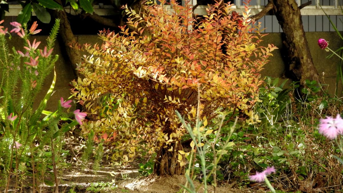 紅葉で美しい八房下野201712（キャッチ画像）