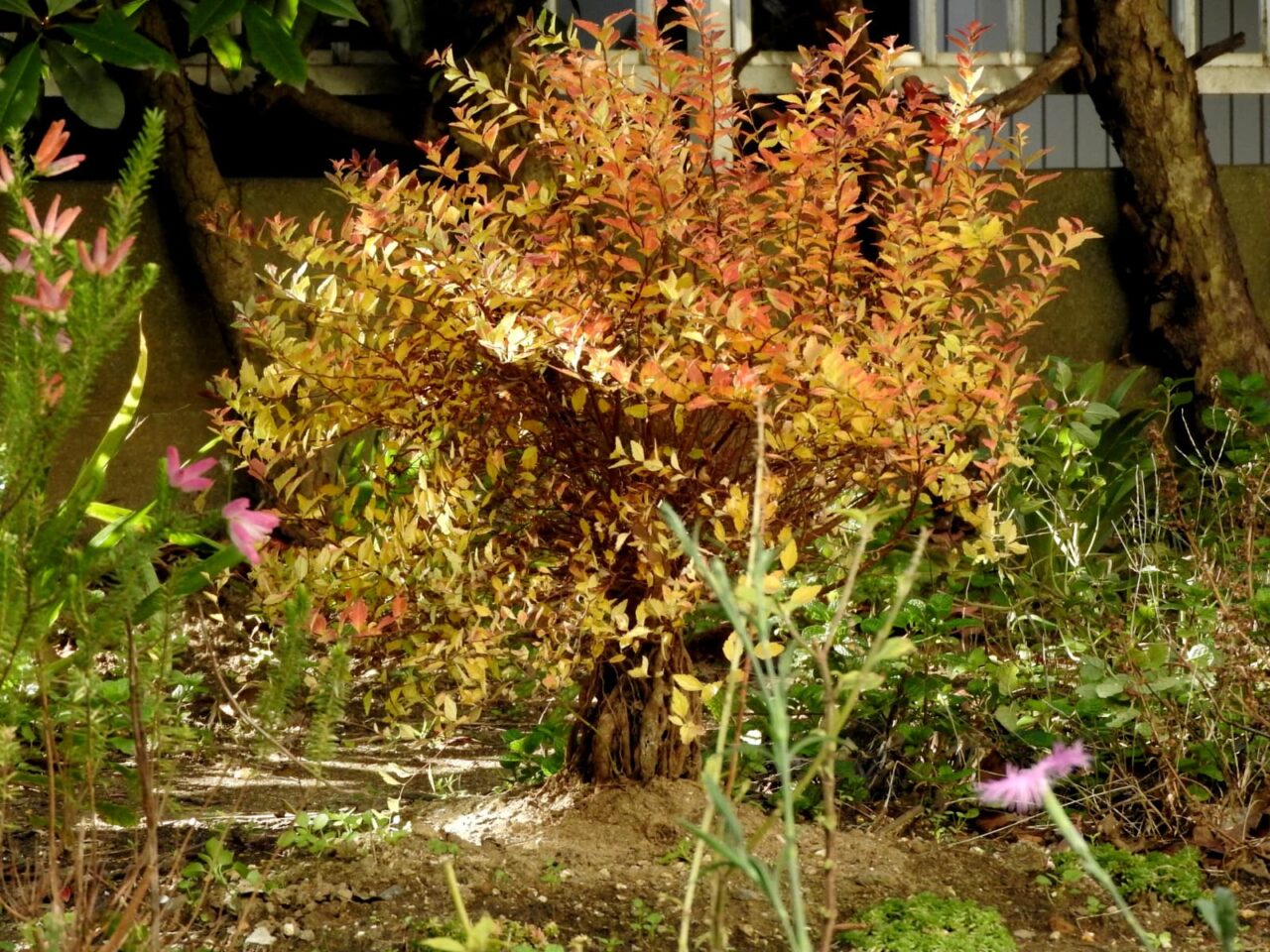 八房下野堂々たる紅葉20171212-2