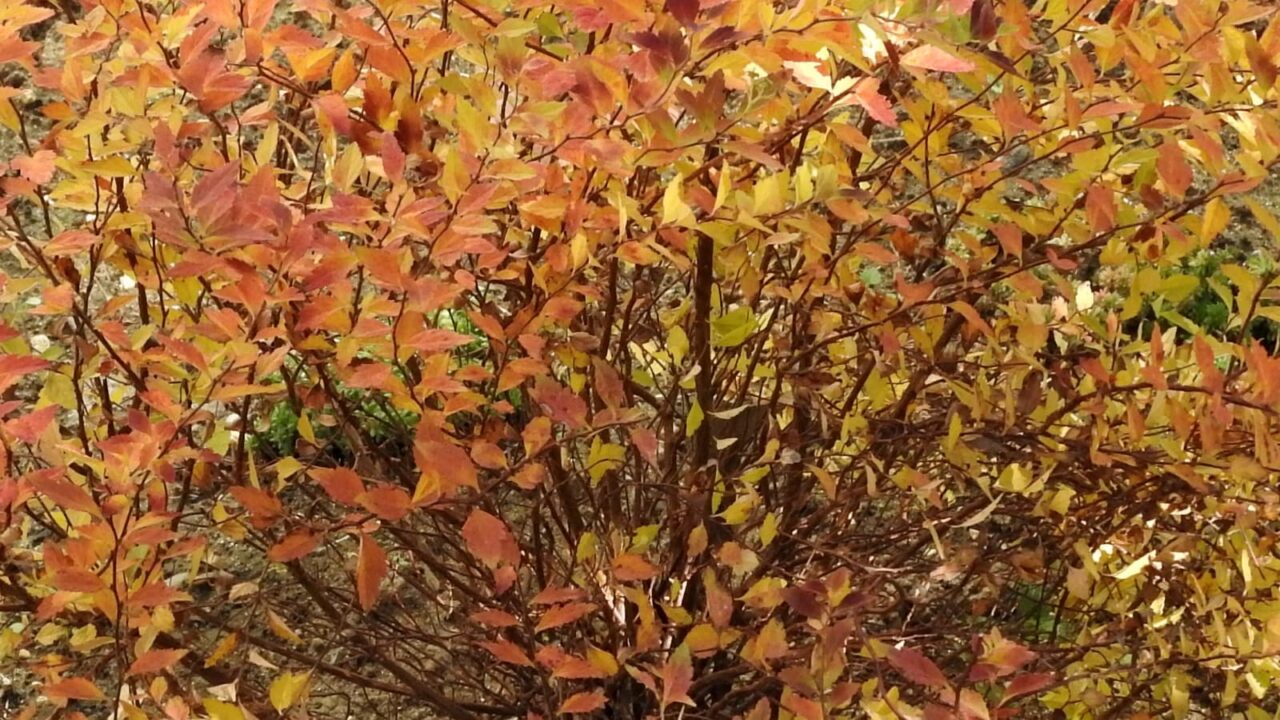 八房下野全画面紅葉20171212-3