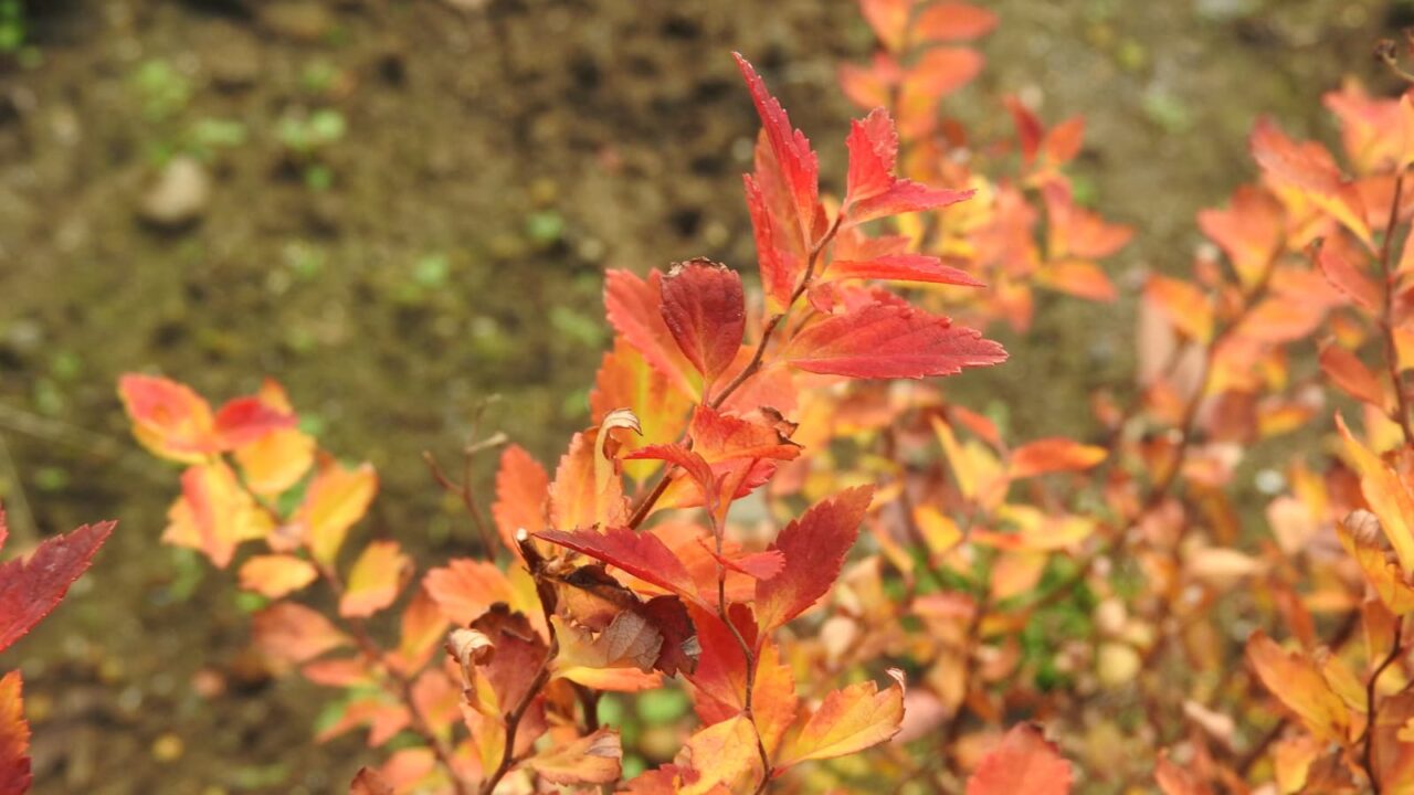 八房下野紅葉拡大20171221-1