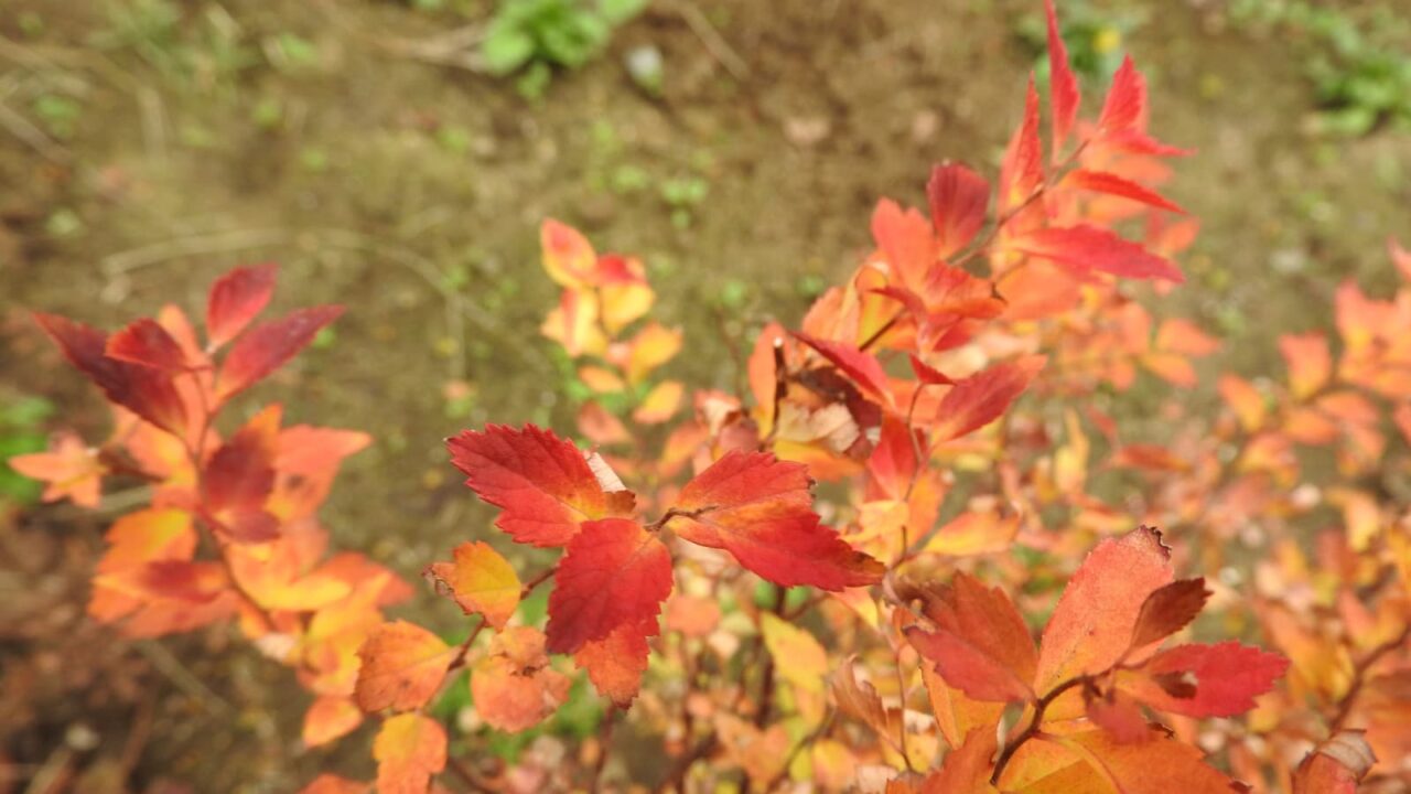 八房下野紅葉拡大20171221-2