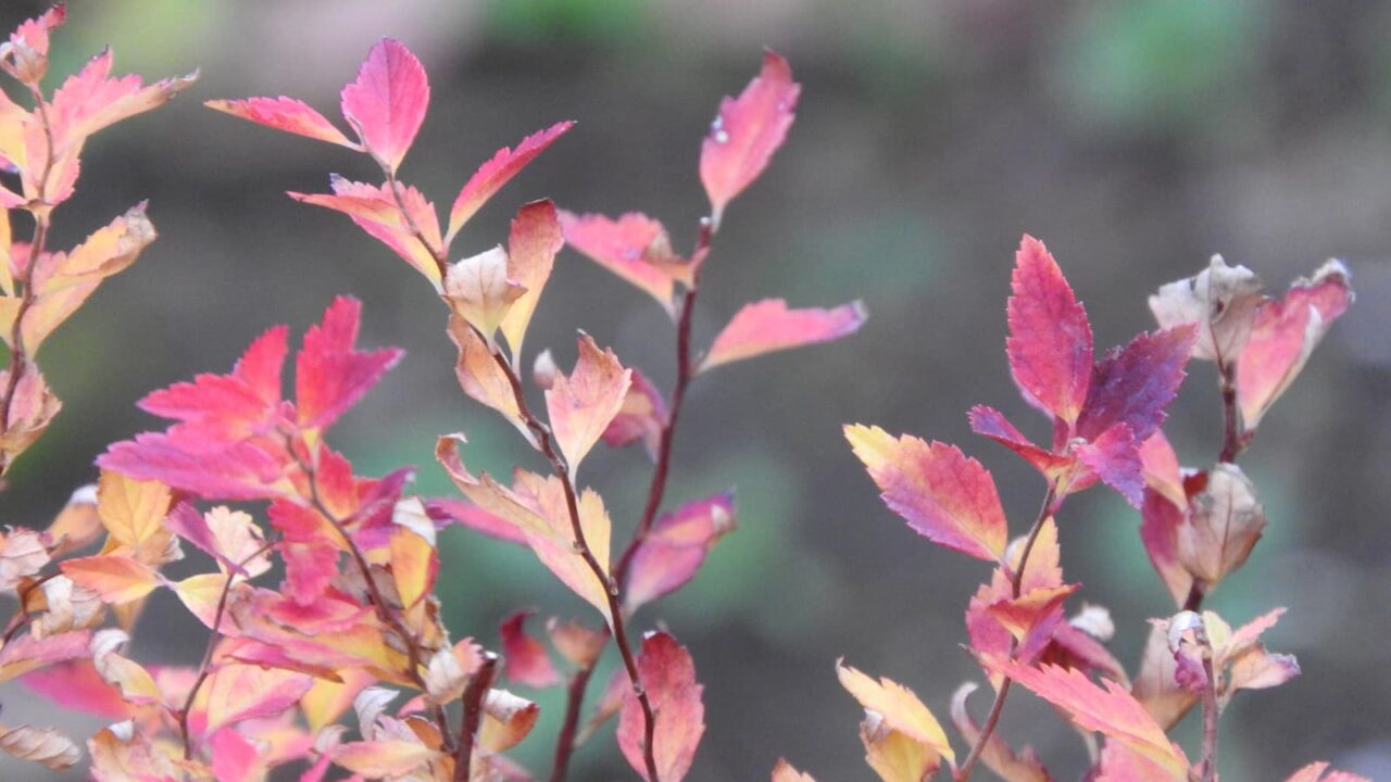 八房下野紅葉拡大20171222-1