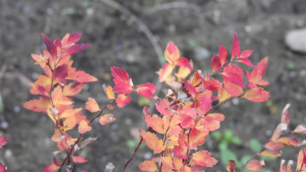 八房下野紅葉拡大20171222-2