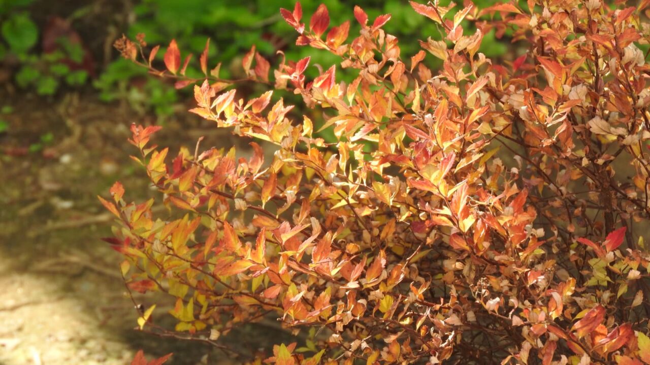 八房下野紅葉した枝枝20171223-1
