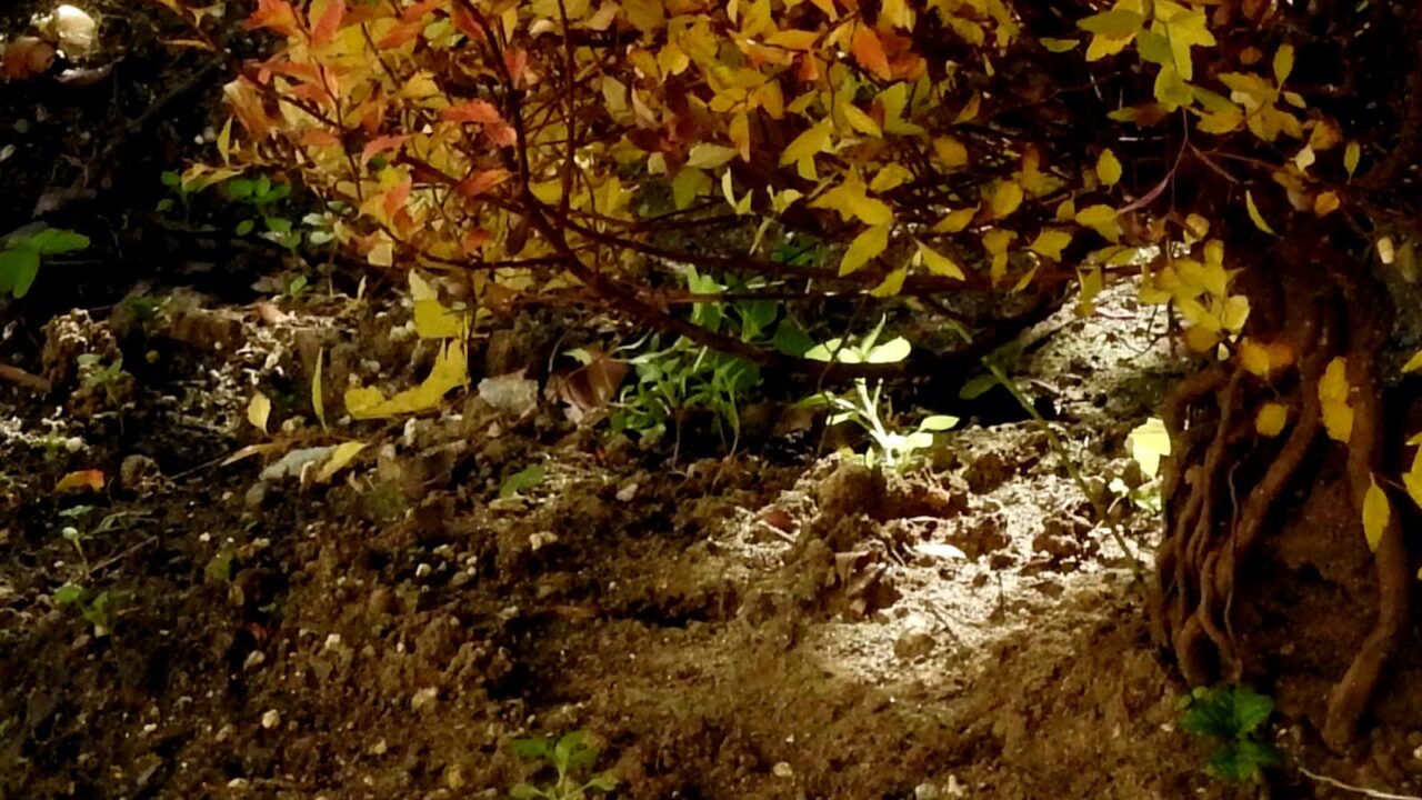 八房下野樹下の木漏れ日201712-4
