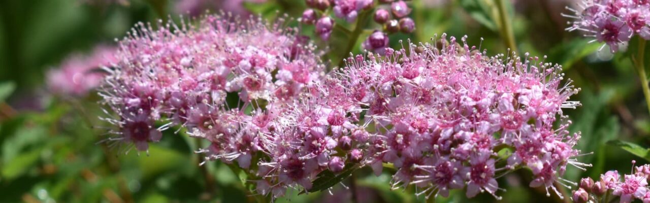 八房下野カテゴリーヘッド画像