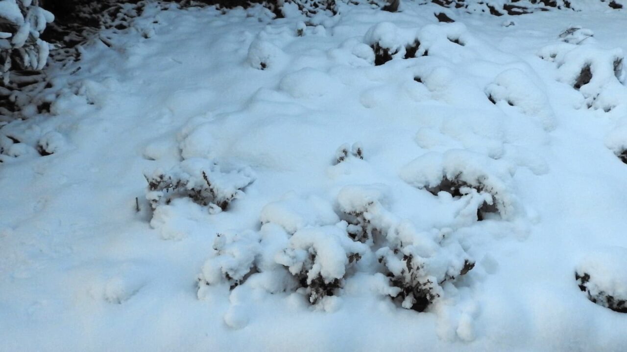 2018年1/23の雪に埋もれた庭(リビング正面)