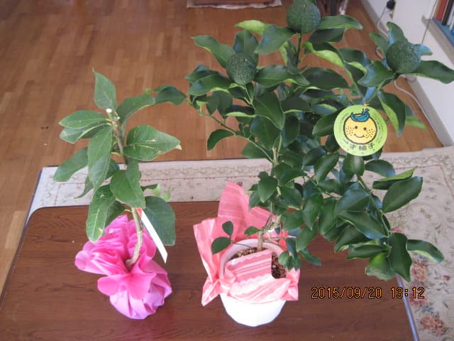 柚子とレモン20150920（敬老の日のプレゼント）