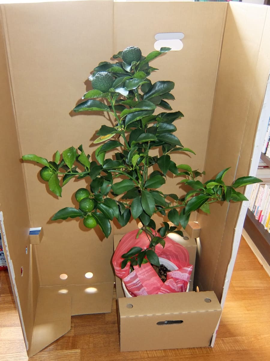 柚子幼木20150919