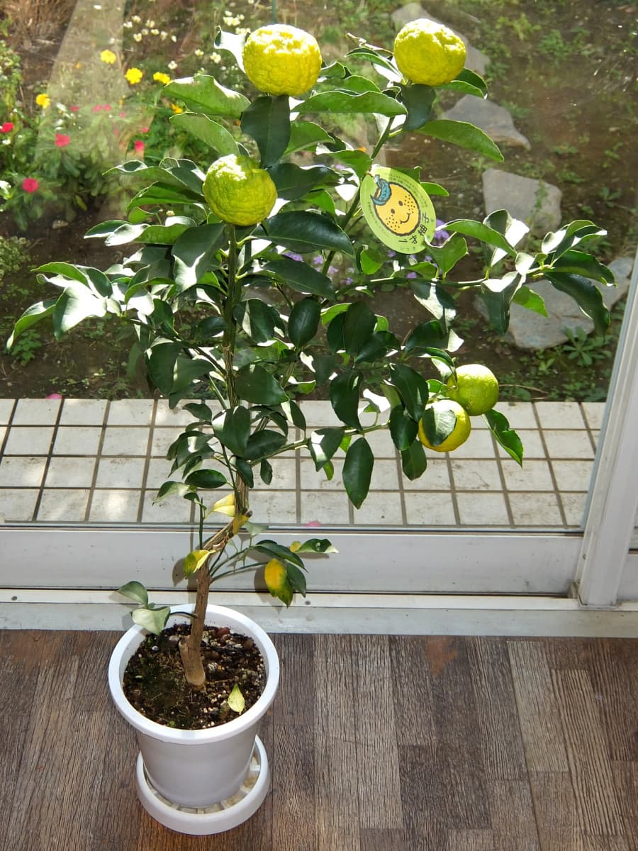 柚子幼木20151119