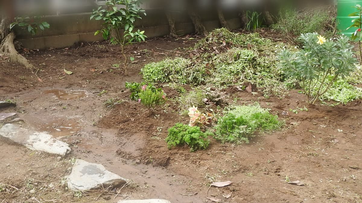 柚子を庭植え20160320