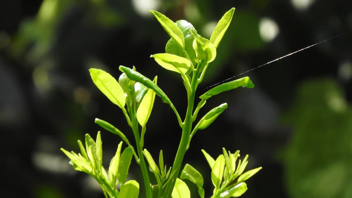 柚子の新葉20170830-1