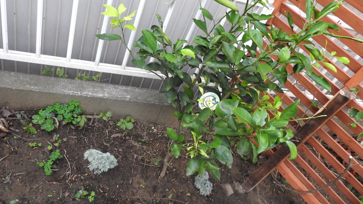 柚子移植20171103