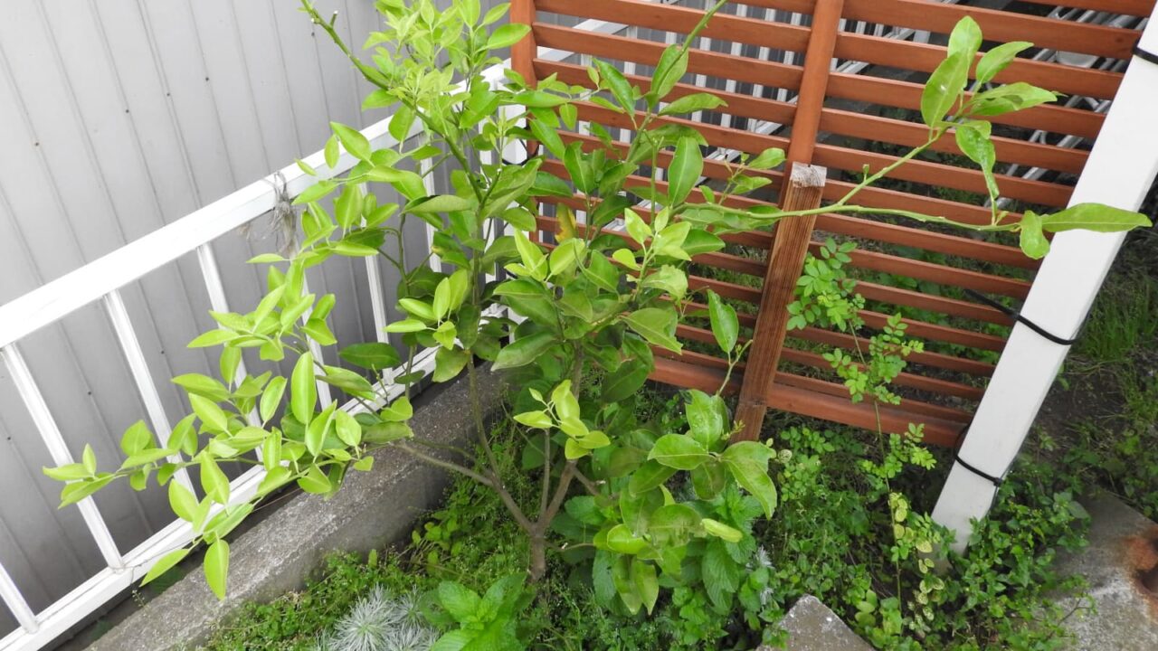 新葉萌え始めた柚子全容20180516