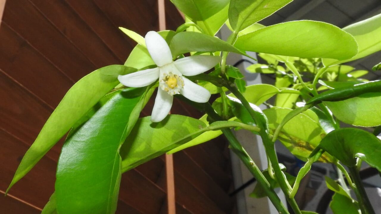 柚子の香る花20180520