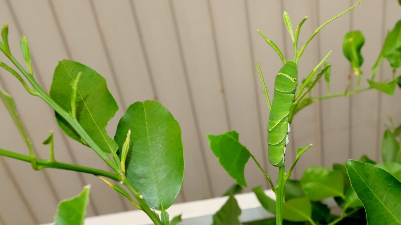 柚子葉を食べるアゲハの幼虫2018-2
